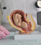 בדיקת חלבון עוברי - תמונת אווירה